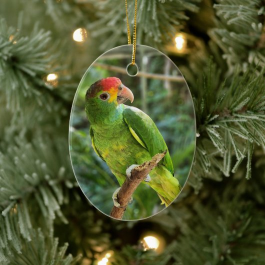 Red Browed Amazon Parrot Keramisch Ornament (Boom)