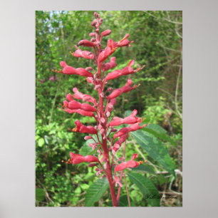 Red Buckeye Poster