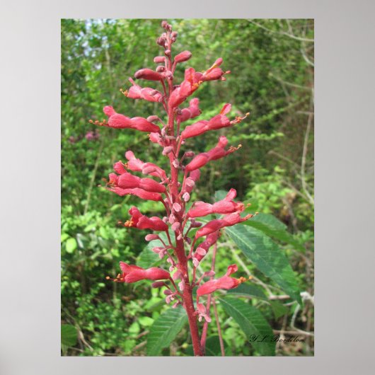 Red Buckeye Poster (Voorkant)