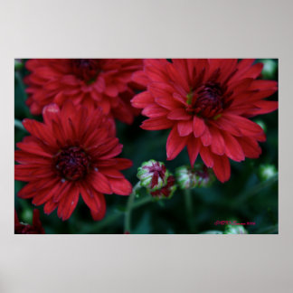 Red Bud Mum Poster