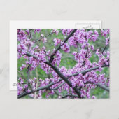 Red Bud Tree Briefkaart (Voorkant / Achterkant)