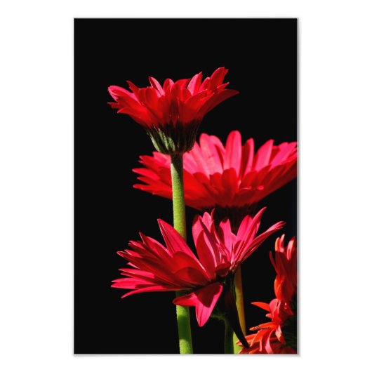 Red Burgundy Gerber Daisy Foto Afdruk (Voorkant)
