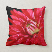 Red Cactus Dahlia