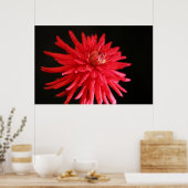 Red Cactus Dahlia Poster (Keuken)