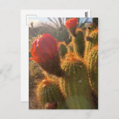 Red Cactus Flowers Sunset Briefkaart (Voorkant / Achterkant)