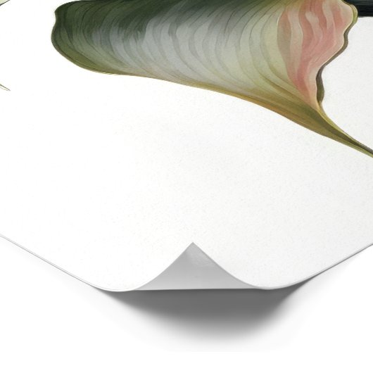 Red Calla Lilies Lily Art Imprimer Poster (Coin)