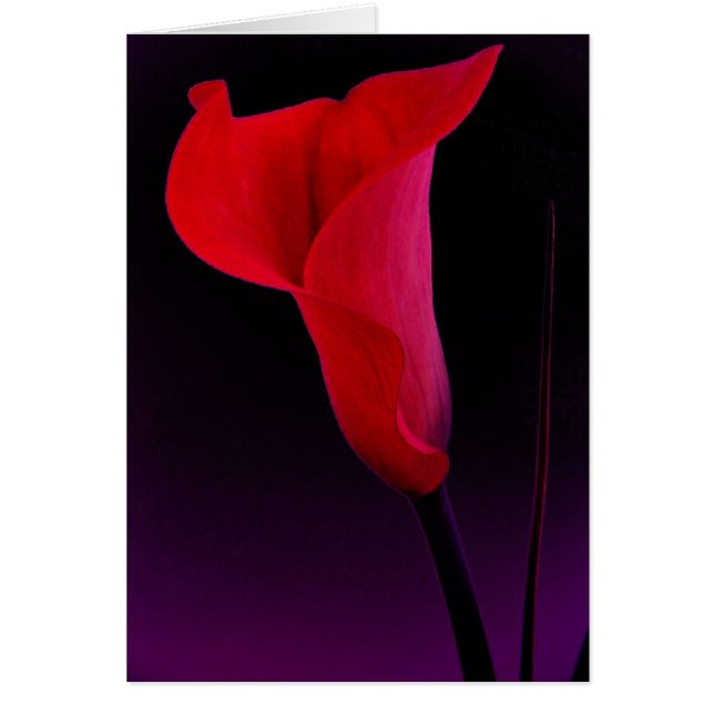 Red Calla Lily (Voorkant)