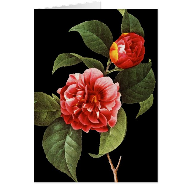 Red Camellia, 1833 (Voorkant)