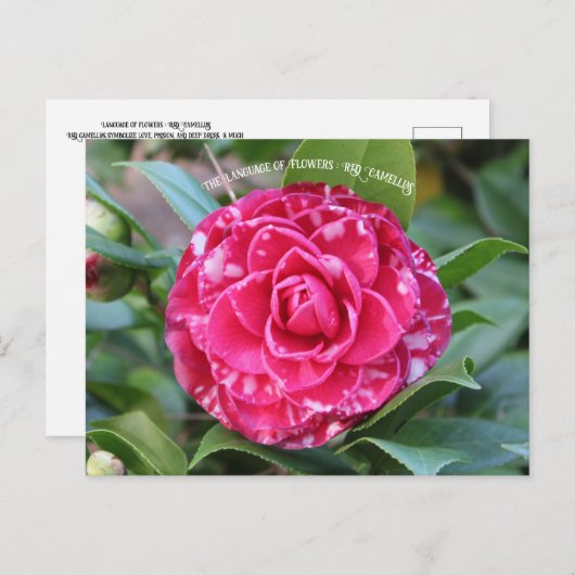 Red Camellia Briefkaart (Voorkant / Achterkant)