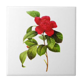 Red Camellia door Pierre Joseph Redoute Tegeltje