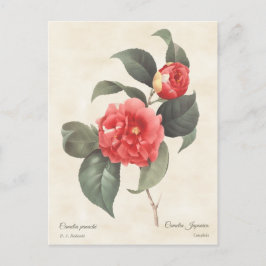 Red Camellia Japonica Botanisch Briefkaart
