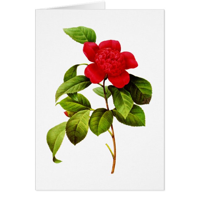 Red Camellia par Pierre Joseph Redoute (Devant)