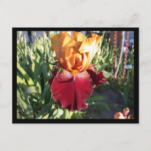 Red Canyon Glow Briefkaart