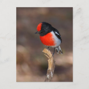 Red-capped Robin Briefkaart