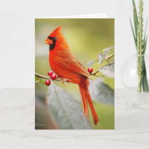 RED CARDINAL BIRD BIRTHDAY WENSKAART KAART