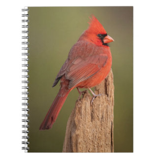 Red Cardinal Notitieboek