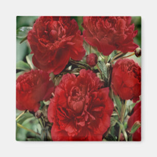 Red Carnance Flowers Magnet Magneet