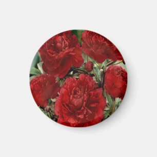 Red Carnance Flowers Magnet Magneet