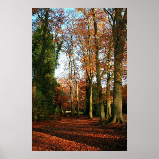 Red Carpet Canvas & Poster Print (Voorkant)
