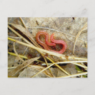 Red Centipede Geophilomorpha (strigamia) Briefkaart