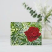 Red Charm Peony Briefkaart (Staand voorkant)