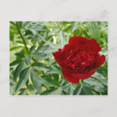 Red Charm Peony Briefkaart (Voorkant)