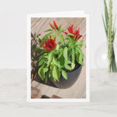 Red Chili Pepper Plant in Pot Kaart (Voorkant)