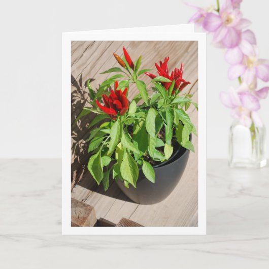 Red Chili Pepper Plant in Pot Kaart (Orchidee)
