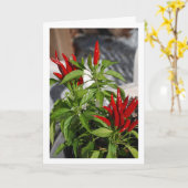 Red Chili Pepper Plant Kaart (Gele Bloem)