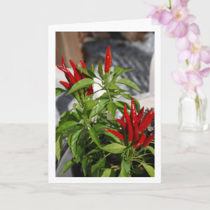 Red Chili Pepper Plant Kaart