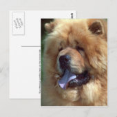 Red Chow Briefkaart (Voorkant / Achterkant)