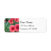 Red Chrysanthemum Blooms Etiket (Voorkant)