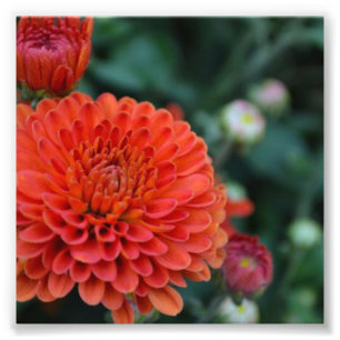 Red Chrysanthemum Foto Afdruk