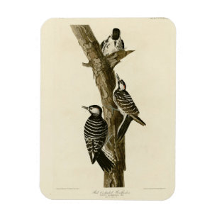 Red-Cockaded Woodpecker Audubon's Birds of America Magneet