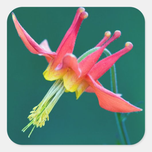 Red Columbine Vierkante Sticker (Voorkant)