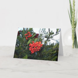 Red Cotoneaster Berries: Vakantieseizoen Feestdagen Kaart
