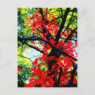 Red Creeper 2.jpg Briefkaart