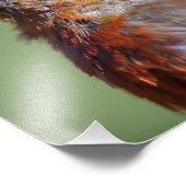 Red Crossbill Fotouitbreiding Foto Afdruk (Hoek)