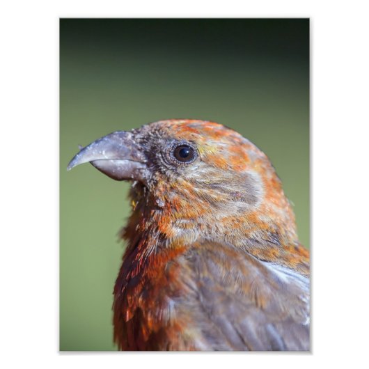 Red Crossbill Fotouitbreiding Foto Afdruk (Voorkant)
