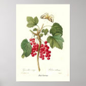 Red Currant Poster (Voorkant)