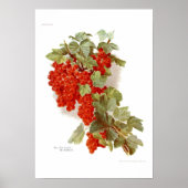 Red Currant "The Southwell" Poster (Voorkant)