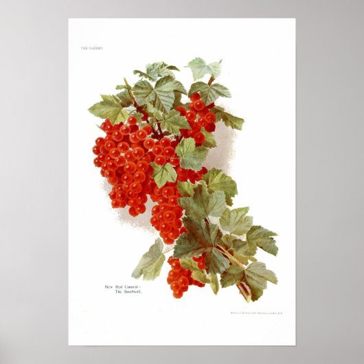 Red Currant "The Southwell" Poster (Voorkant)