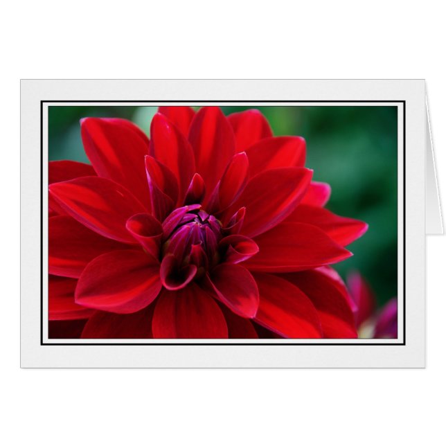 Red Dahlia (Voorkant Horizontaal)