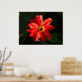 Red Dahlia (bisschop van Llandaff) Poster (Keuken)