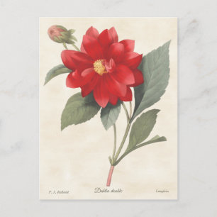 Red Dahlia  Botanische illustratie Briefkaart