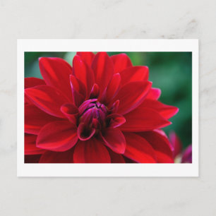 Red Dahlia Briefkaart