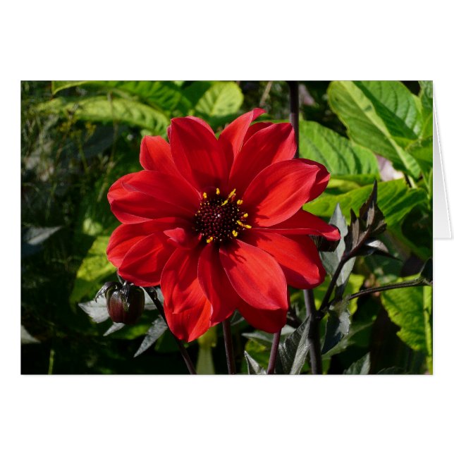 Red Dahlia (évêque de Llandaff) II (Devant horizontal)