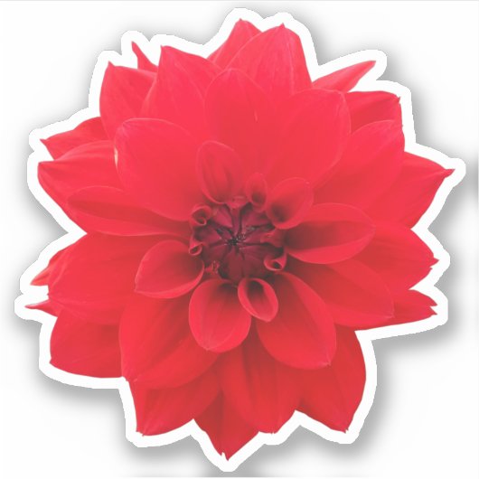 Red Dahlia Floral Sticker (Voorkant)