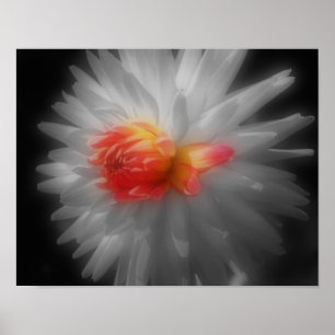 Red Dahlia Flower Partial Color Poster