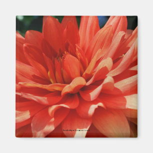 Red Dahlia Flower Photo Magnet Magneet
